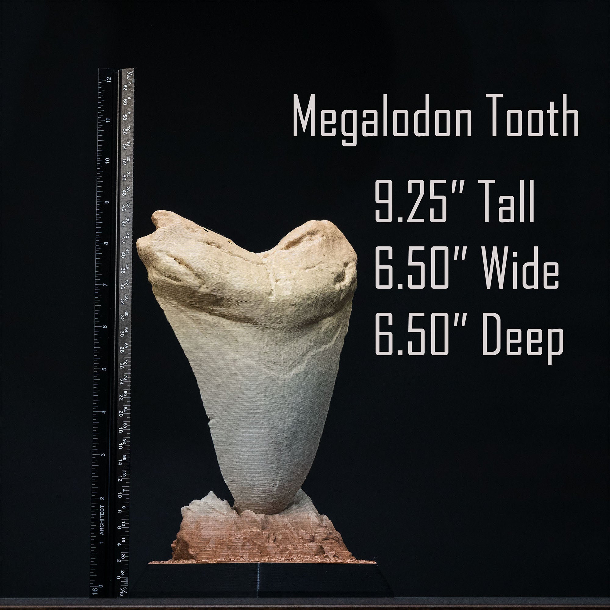Dinosaur Fossil Replicas of Megalodon, Velociraptor and Allosaurus