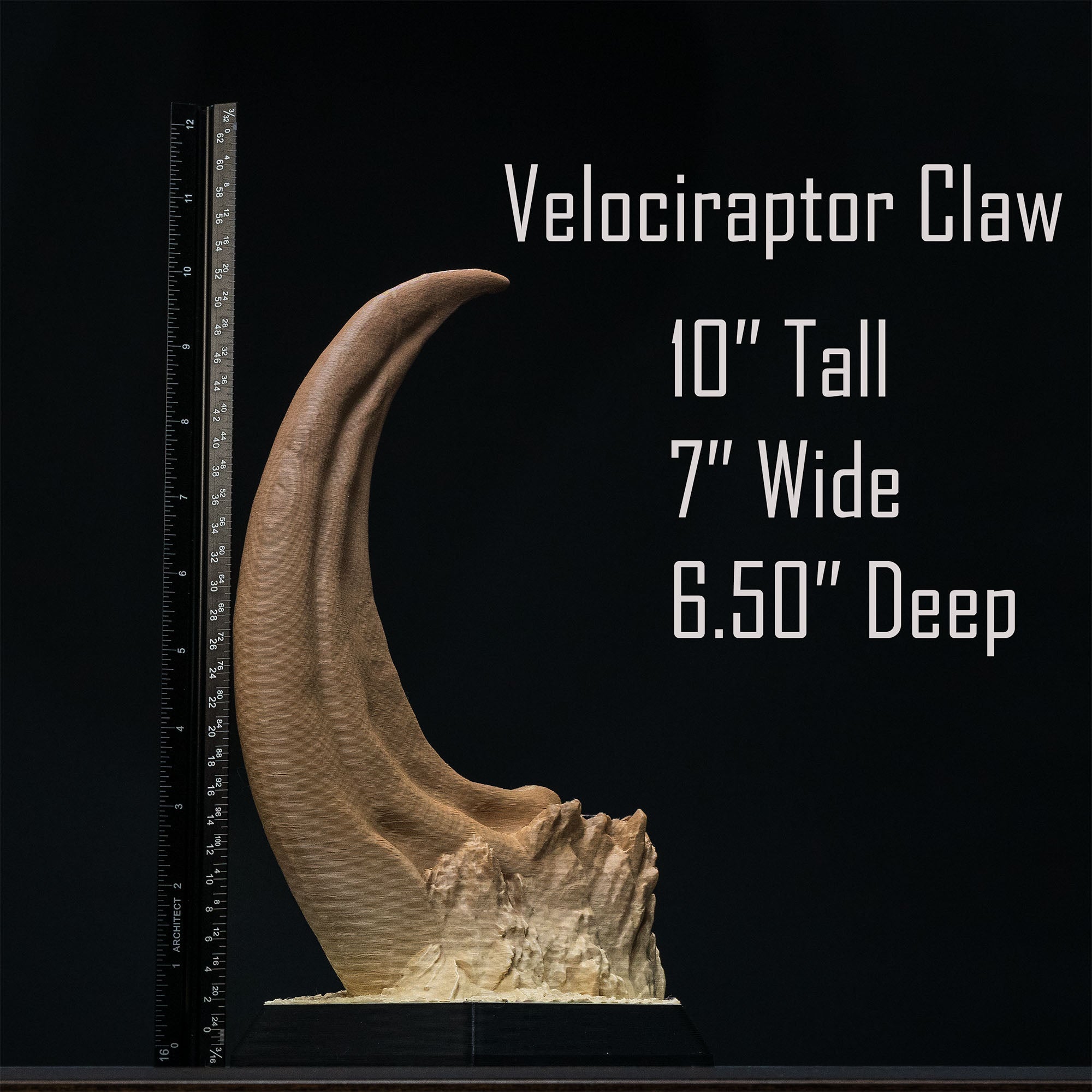 Dinosaur Fossil Replicas of Megalodon, Velociraptor and Allosaurus