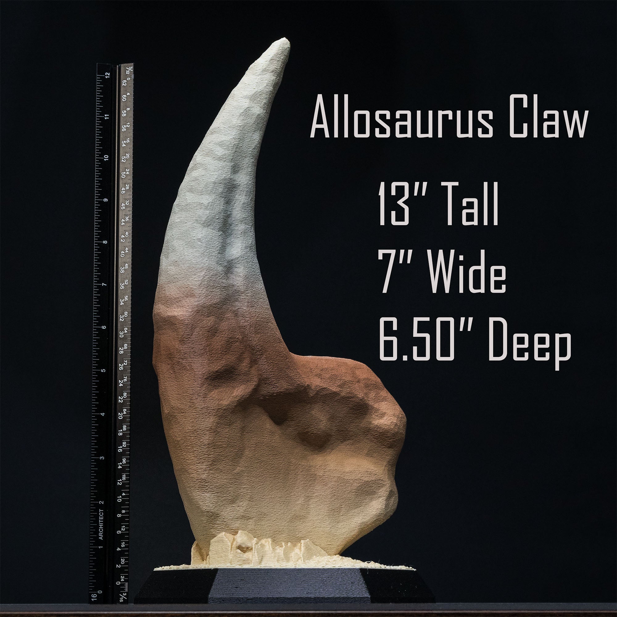 Dinosaur Fossil Replicas of Megalodon, Velociraptor and Allosaurus